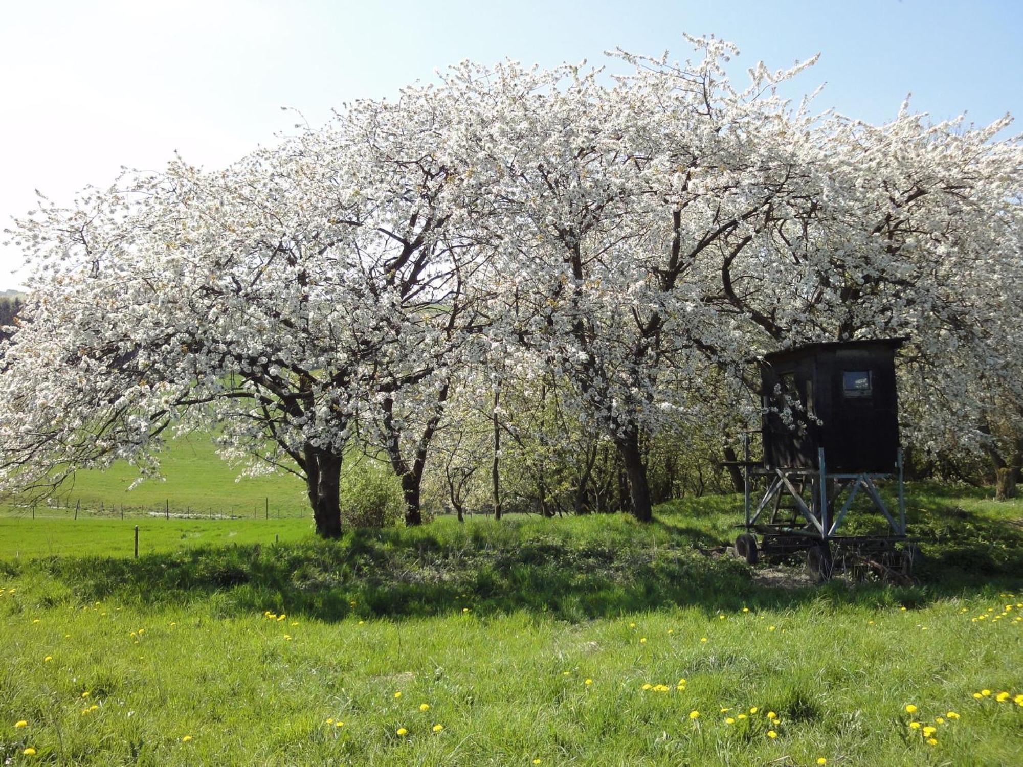 Holiday Home In Kleinich With Sauna Екстериор снимка